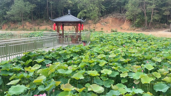 泉鹭山庄——采摘莲蓬