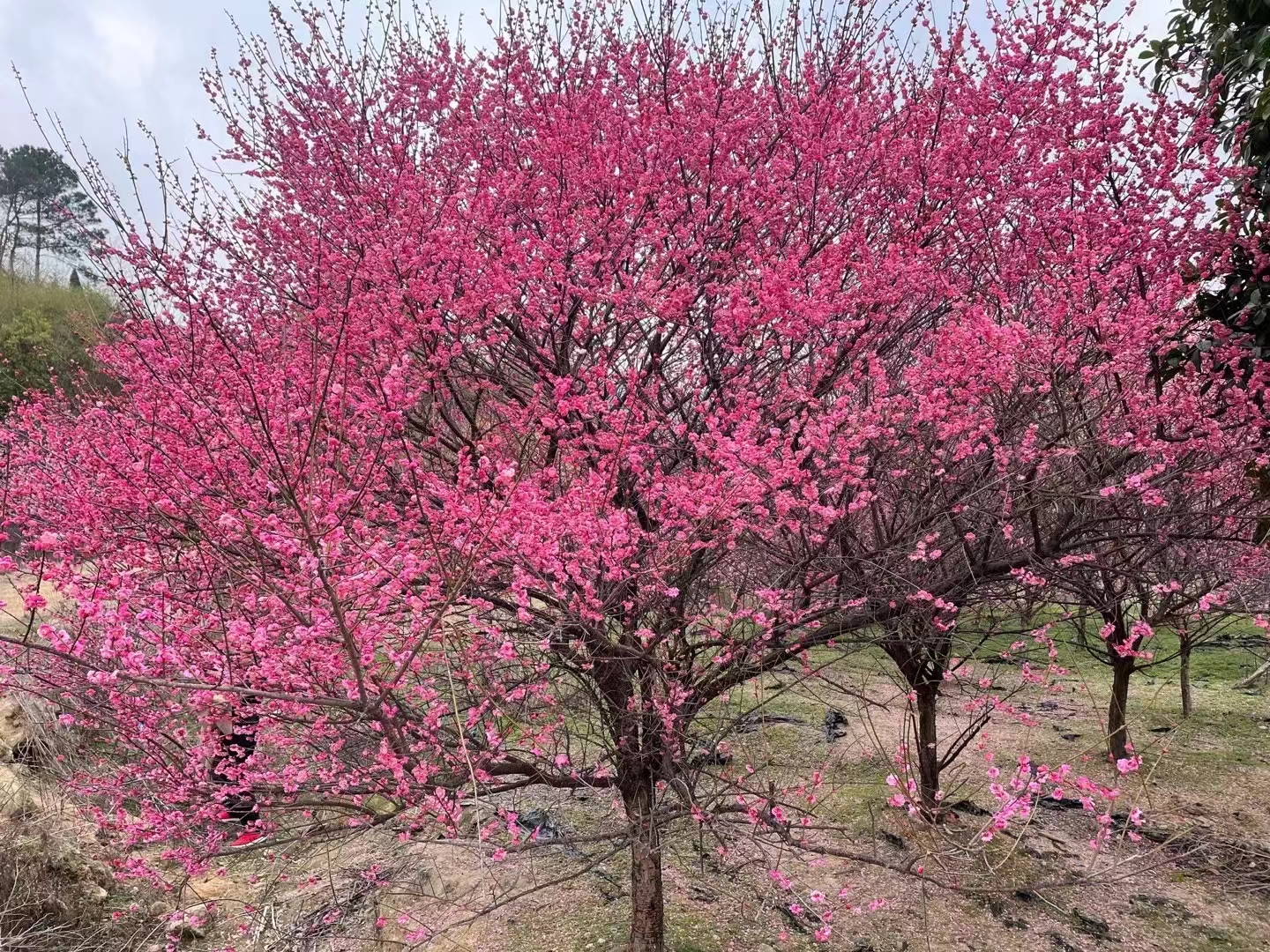 春风十里，不如踏春、赏花遇见你丨户外运动，亲子游，赏百亩梅花，拔竹笋，挖野菜丨泉鹭山庄春游踏春活动方案